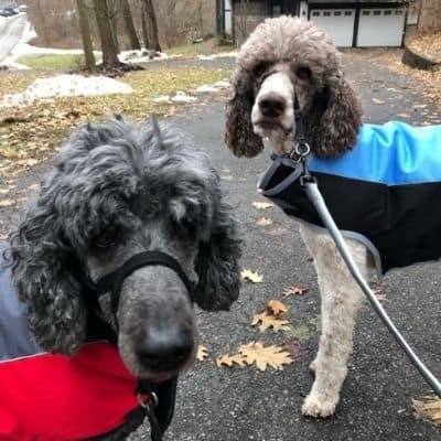 Susan Kreilick + Rico and Sully