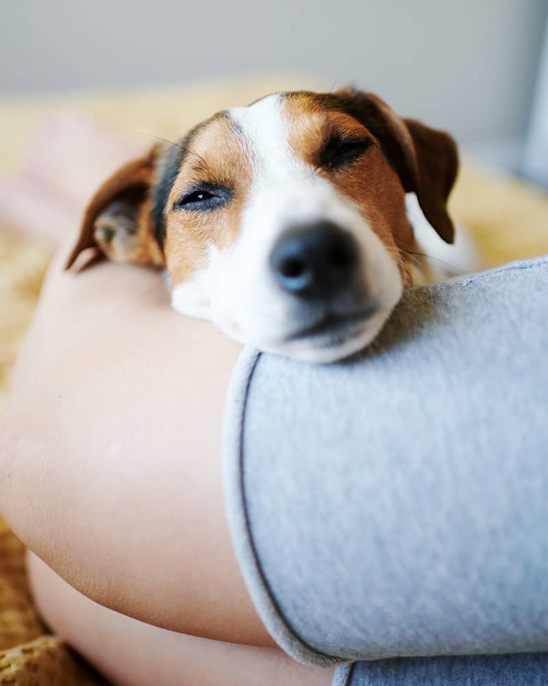 Offering daily dog walking to clients in Rochester