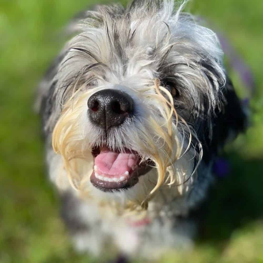 Lila puppy care page