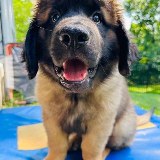BroncoPuppyCare