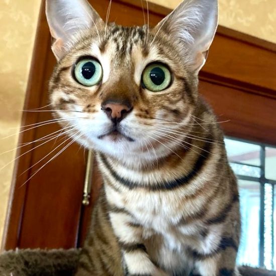 CatCare1