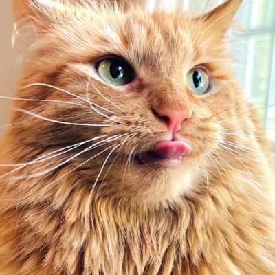 CatCare2