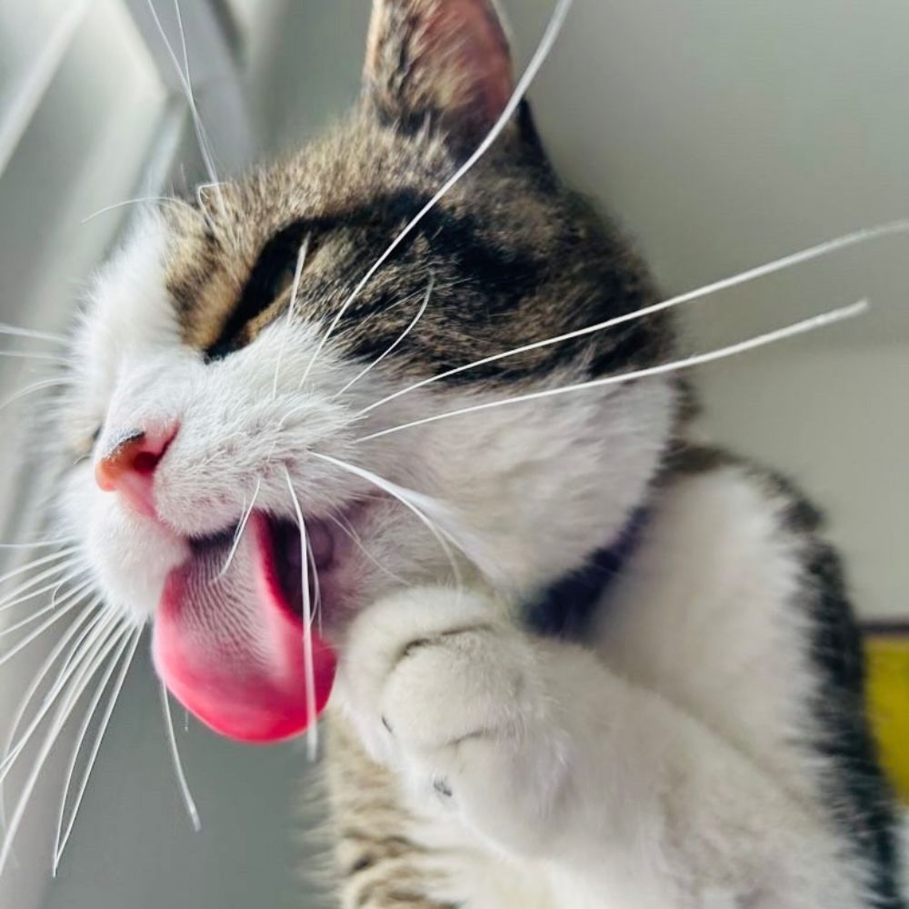 CatCare3