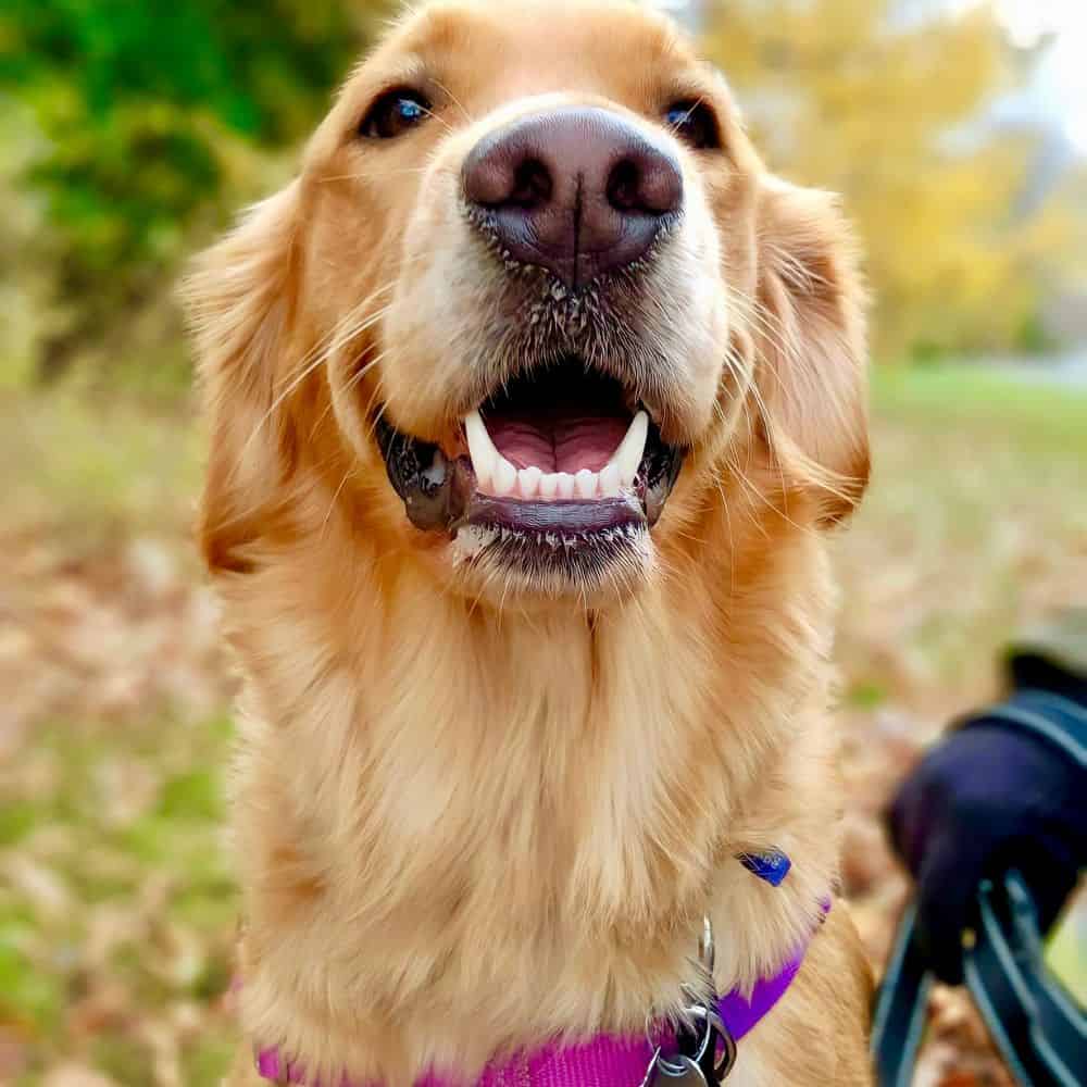 Z2DogWaling